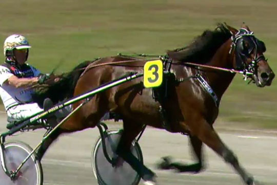 M�gtig pr�station af unghest i derbyweekenden