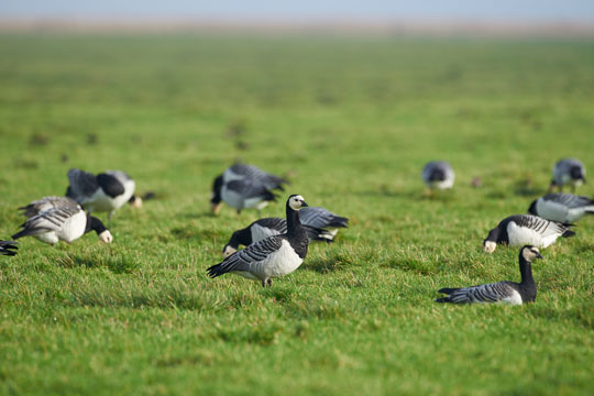 Tr�kfuglene tanker p�