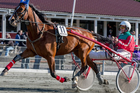 Succes Bent ligger lavt til l�b p� travbanen i aften