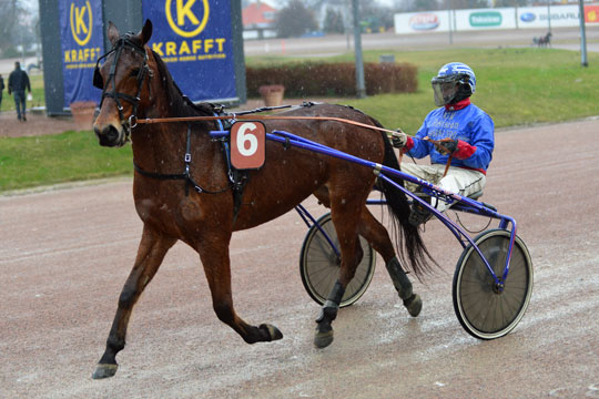 Lunden-tr�ner optimist med bornholmerhest