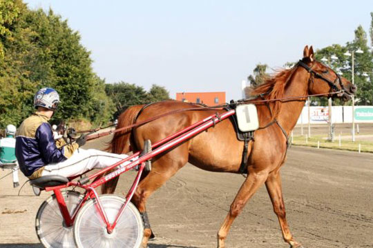 Professionel travtr�ner bag us�dvanligt fremst�d