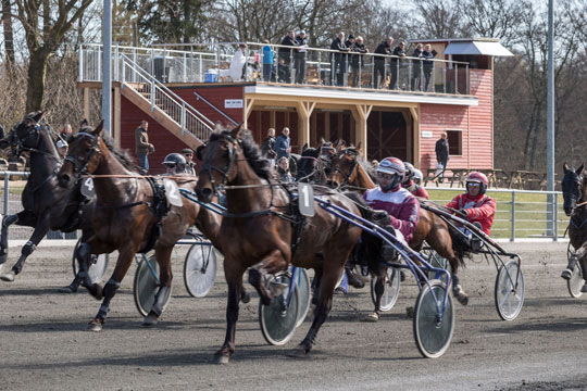 Ung andelshest jagter sejrsbonus