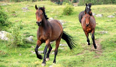 Heste fundet p� mark