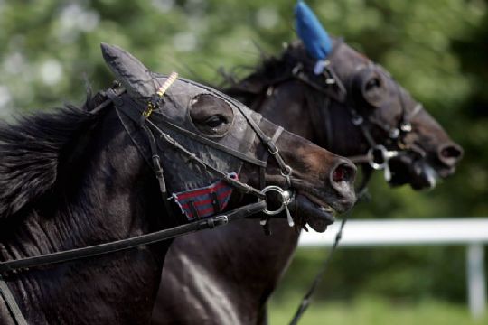Gode bornholmske chancer i hovedstaden