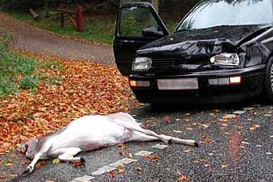 Mindst 185 hjorte blev p�k�rt p� Bornholm