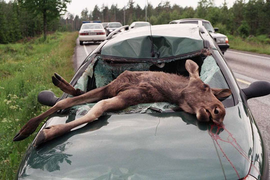 Elge kan v�re d�dsensfarlige