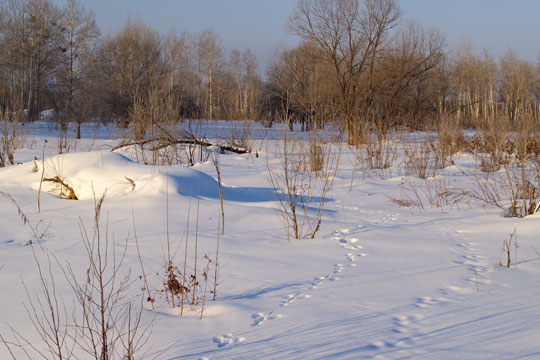 Sp�ndende at finde harespor i sneen