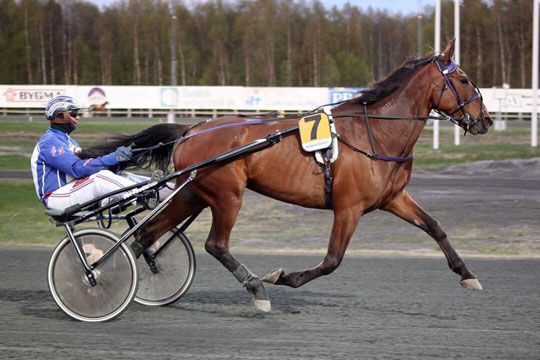 Ny sp�ndende hest til den bornholmske travsport