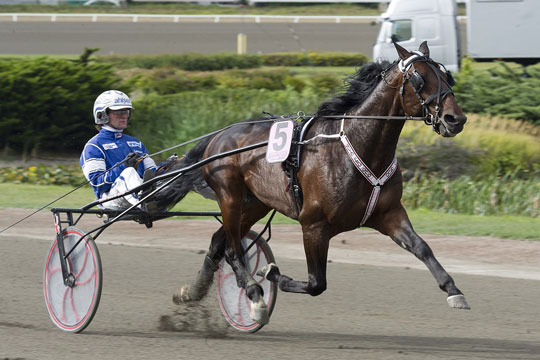 Kun en avlshingst tilbage p� Bornholm