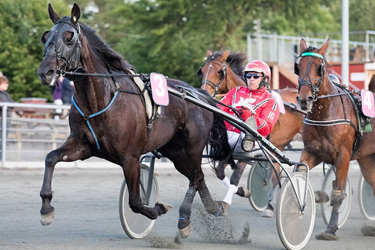 Sejrsvant travkusk p� studieophold i Nordjylland