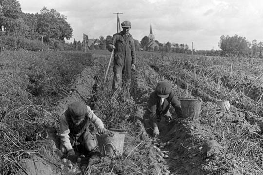 Tak til spanierne for kartoflen