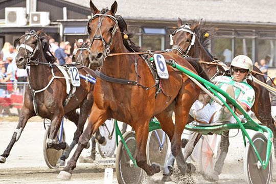 Ny travhest til Bornholm