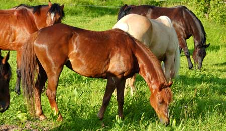 71-�rig mand d�mt for misr�gt af heste