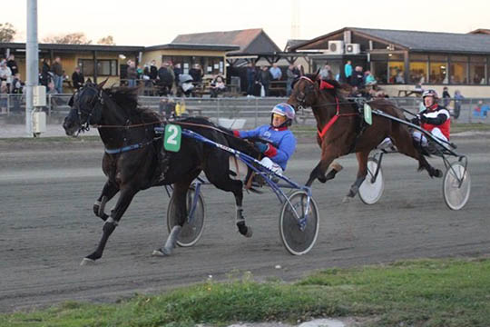 Andelshest til tops p� Sydhavs�en