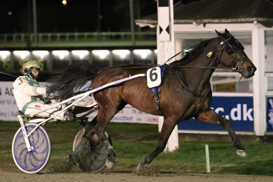 Travhest sendes i tr�ning i hovedstaden