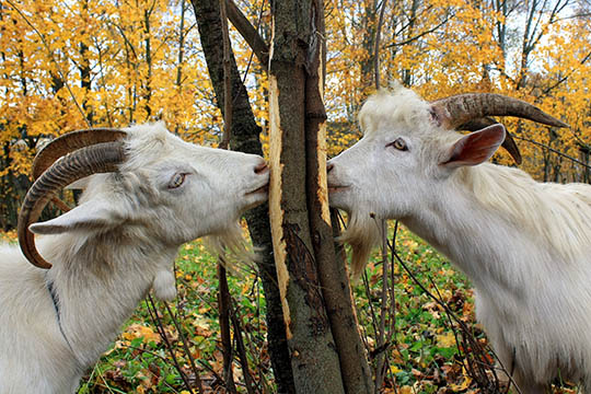 Ejer af geder sigtet