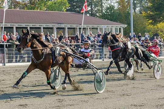 Eliteheste bliver bedre og bedre