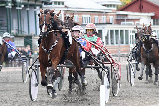 Unghestestjerne klar til comeback