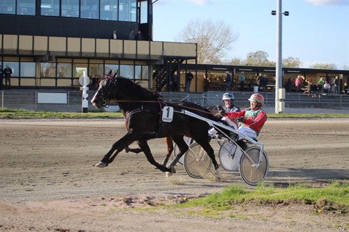Svenskf�dt travhest udlejet til Bornholm