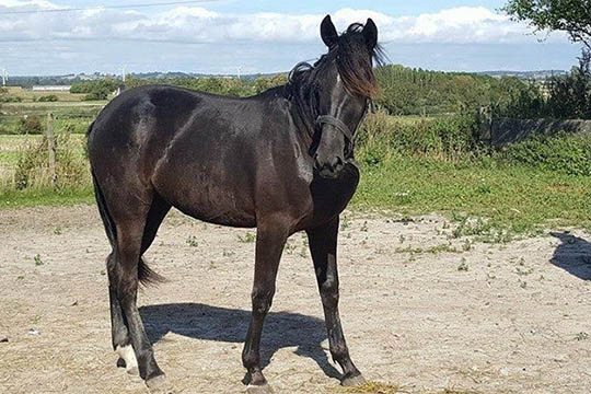 Ny travhest solgt til Bornholm