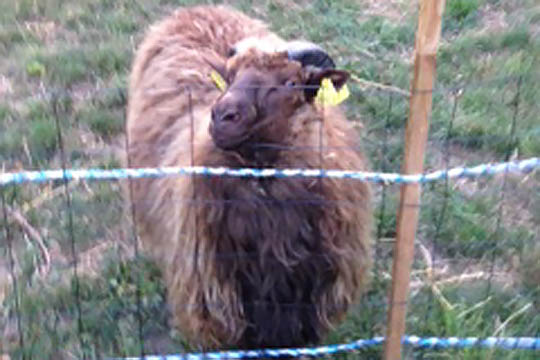 Bortl�ben v�dder