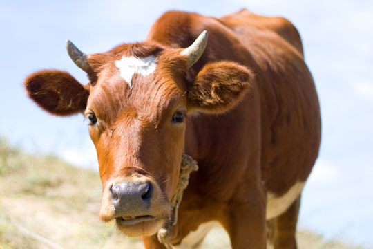 L�se kreaturer skal skydes