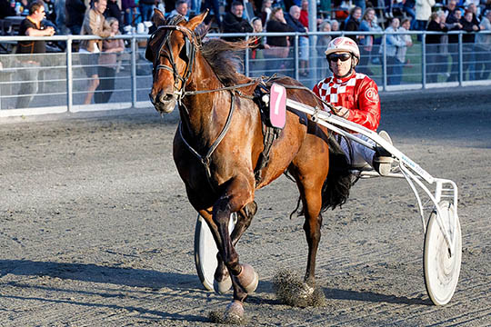 Amadillo C N mistede pusten til slut