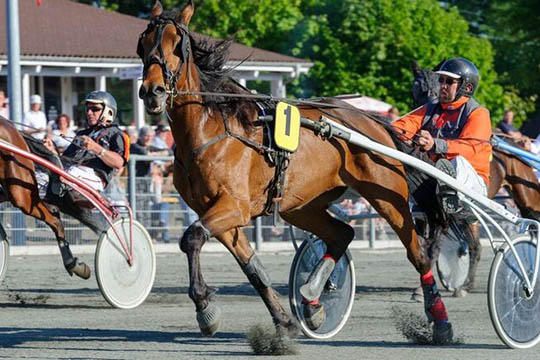 Travhest med ny kusk p� grund af sygdom