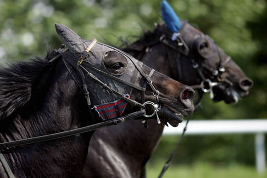 Ingen bornholmsk succes i Odense