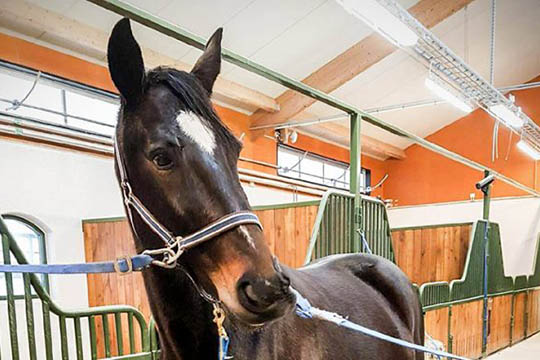 Sp�ndende f�lhoppe til Stutteri Ice