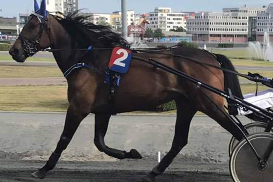 F�lhoppe k�bt til Bornholm