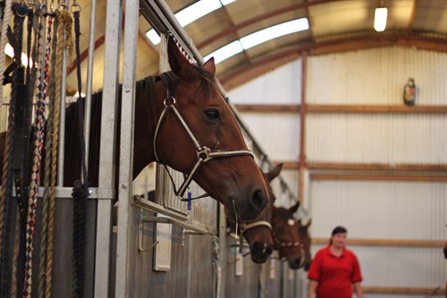 Travopdr�t kan komme p� salgslisten