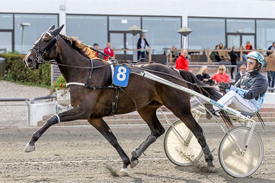 Bornholmskejet sejrshest stopper karrieren