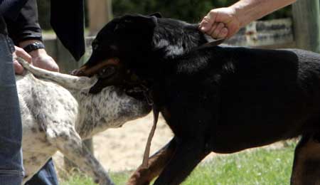 Hund aflivet efter overfald i Nylars