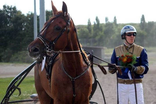 Dyreste hestek�b i flere �r