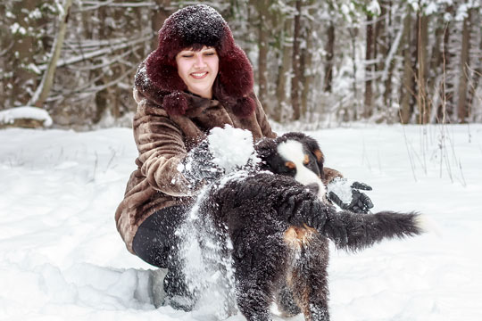 K�ledyr skaber milliarder i oms�tning