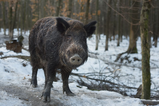 Vildsvinet og ulven er p� vej