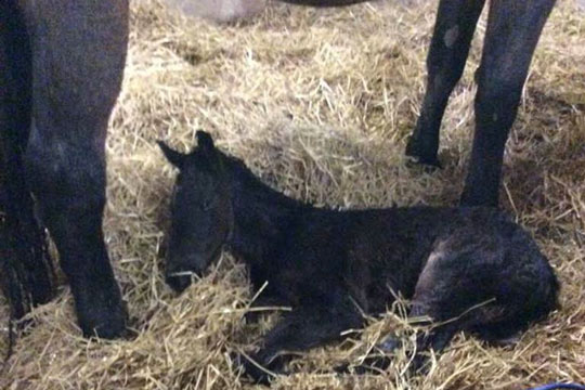 Bornholmsk tophoppe blev mor for anden gang