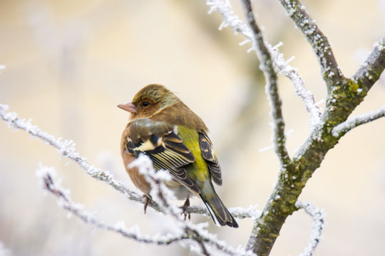 Fuglene synger i skovene