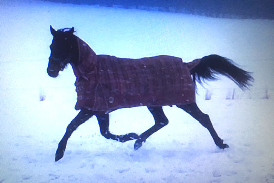 Ny travhest er ankommet