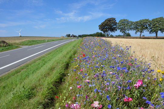 Blomsterprojekt s�tter verdensrekord
