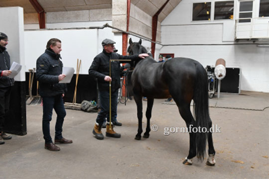 Topkarakter til hingst p� Bornholm