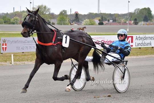 Frank Mikkelsens opdr�t i stald hos Stefan Lind-Holm