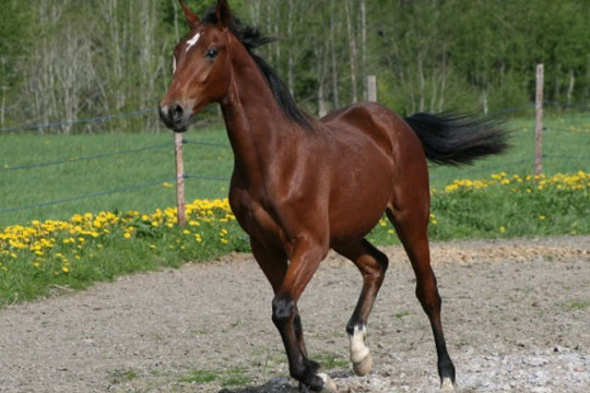 Bornholmsk opdr�t d�d i hovedstaden