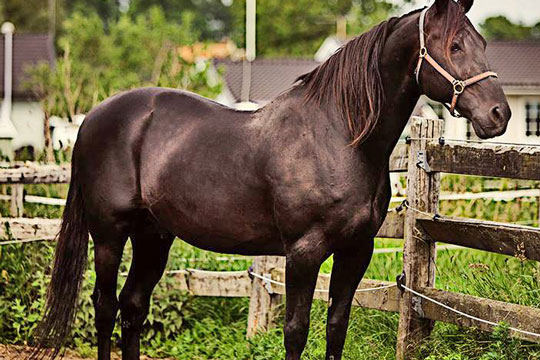 Nye avlshingste fremvises p� s�ndag