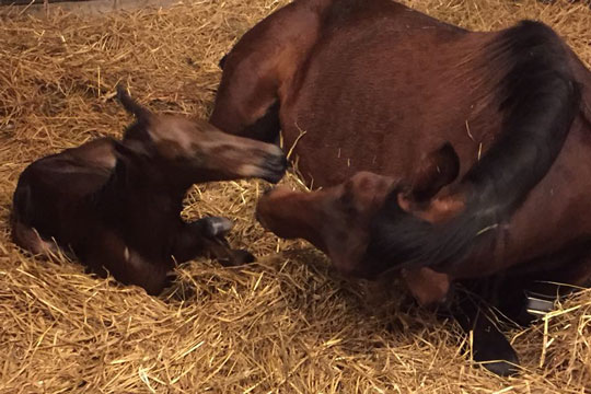 �rets f�rste f�l hos �rets opdr�tter