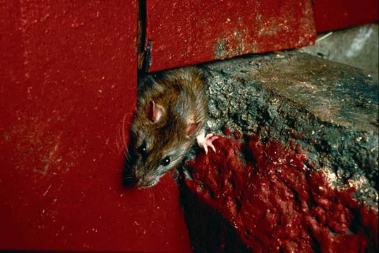 Rotter koster kommunen millioner