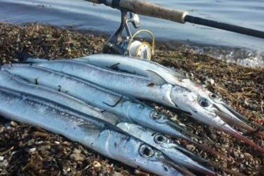 Bornholm f�r hornfiskefestival