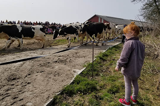 1.476 ville se k�erne danse i Knudsker