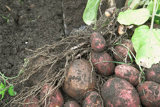 Nye kartofler fra egen have